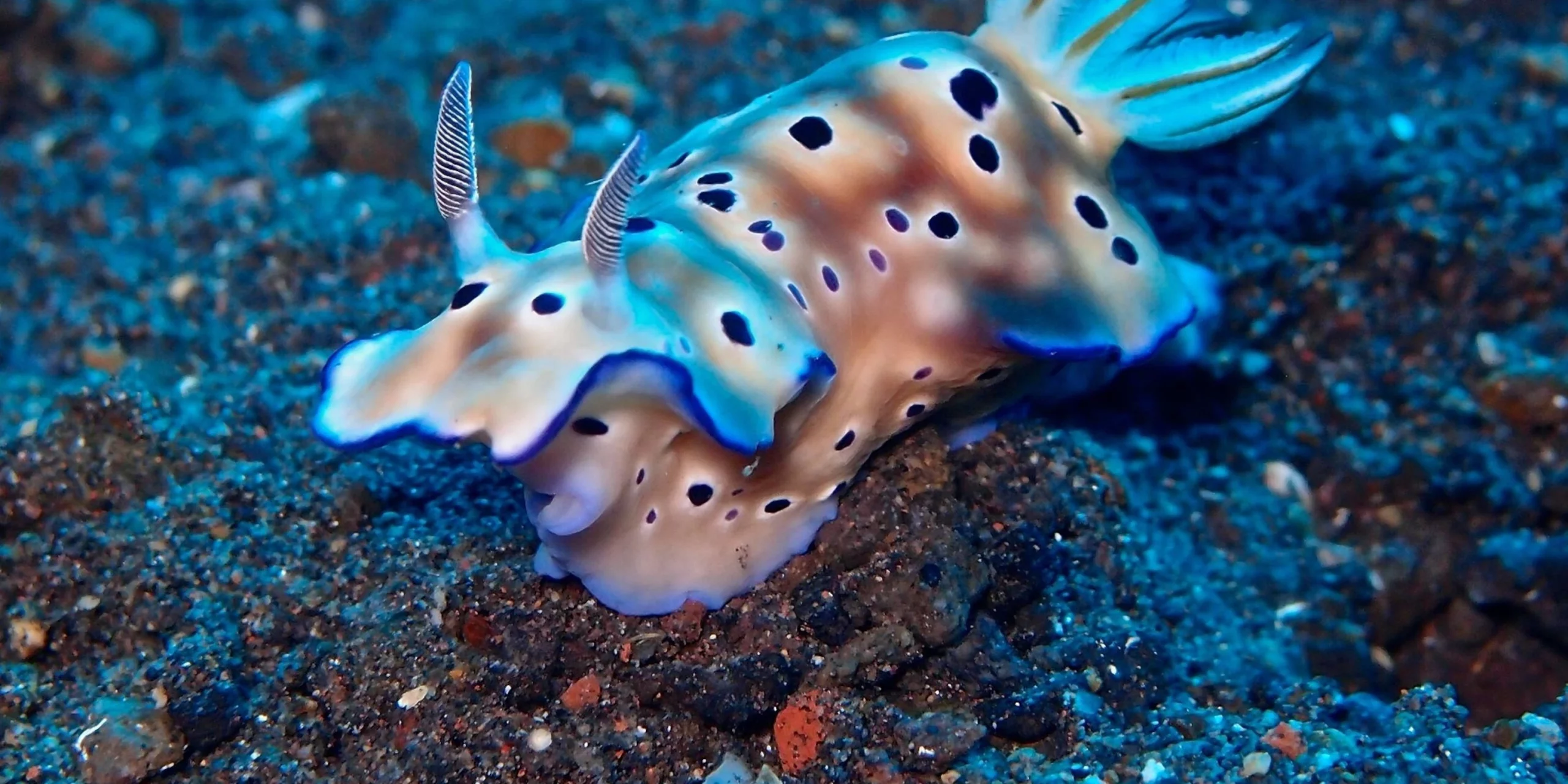 Nudibranch