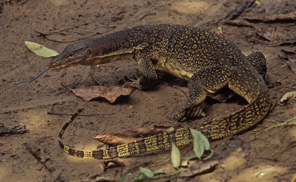 Varanus