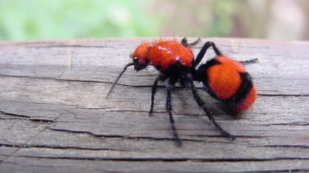 Velvet Ants