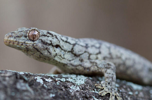 Velvet Gecko