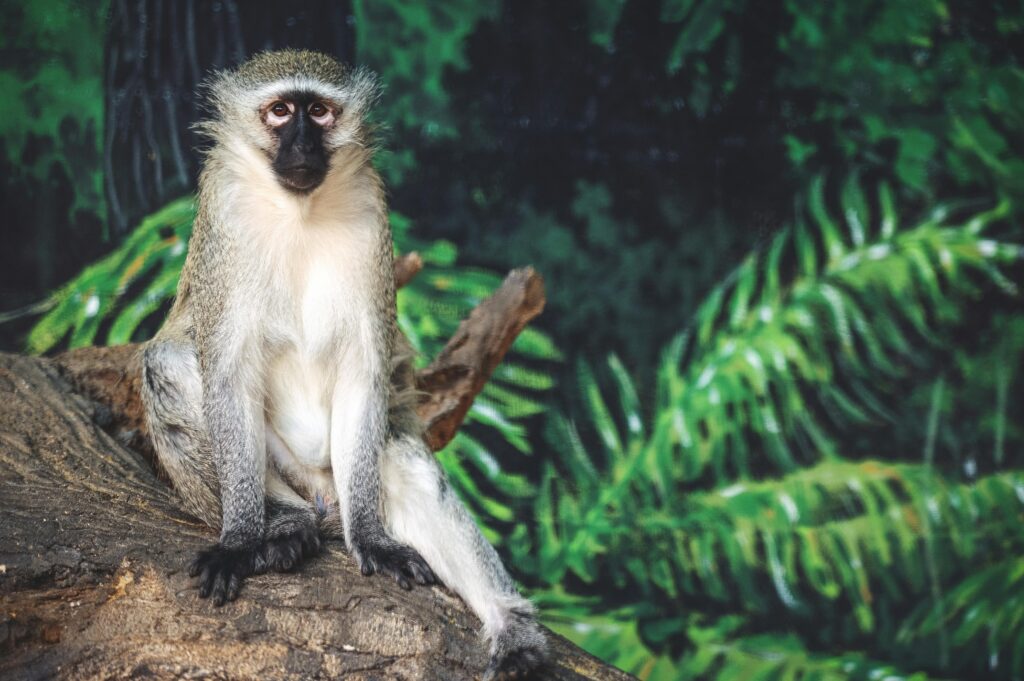 Vervet Monkey