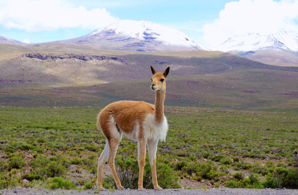 Vicuna