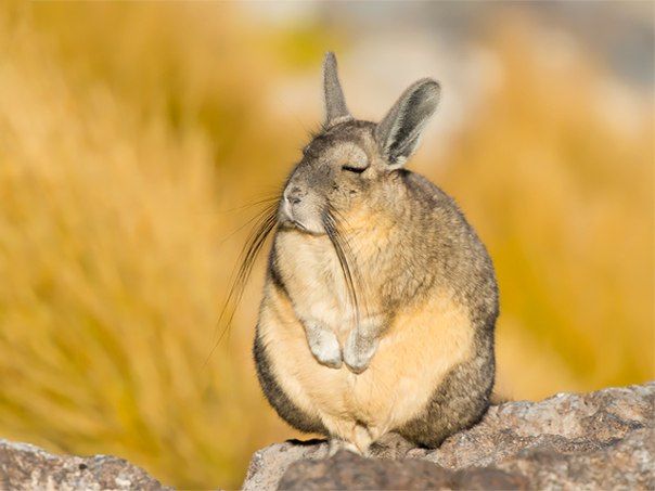 Viscacha