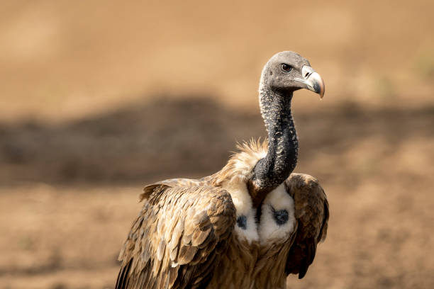 Vulture