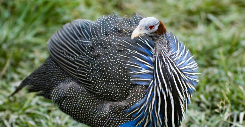 Vulturine Guineafowl