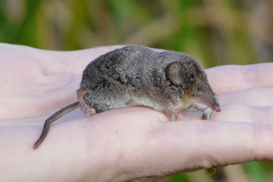 Xanthippe Shrew