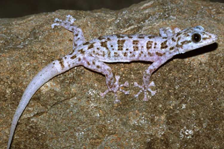 Xantus Leaf-Toed Gecko