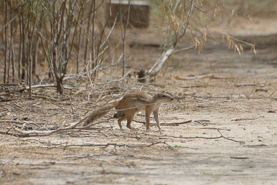 Xerus (Genus)