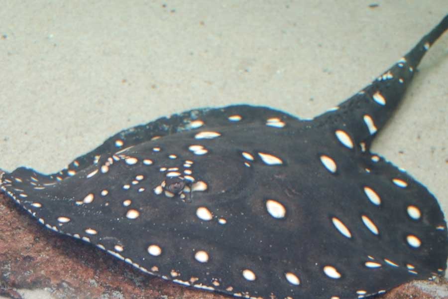 Xingu River Ray