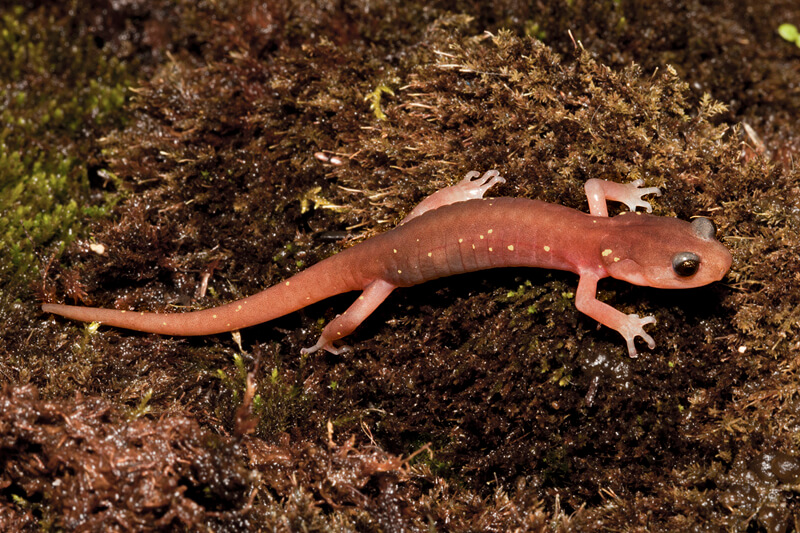 Xolocalca Bromeliad Salamander