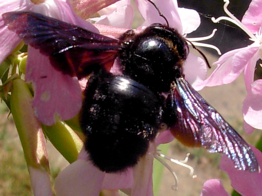 Xylocopa