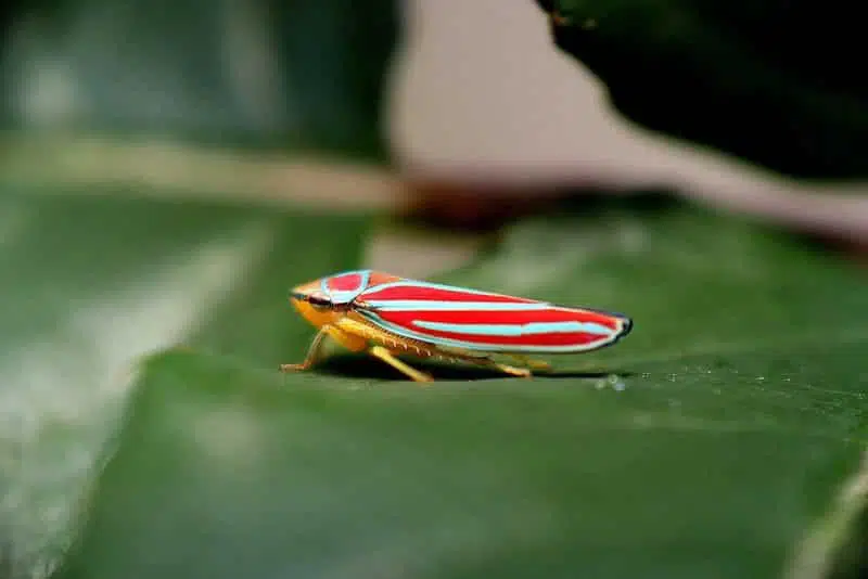 Xylophagous Leafhopper .jpg