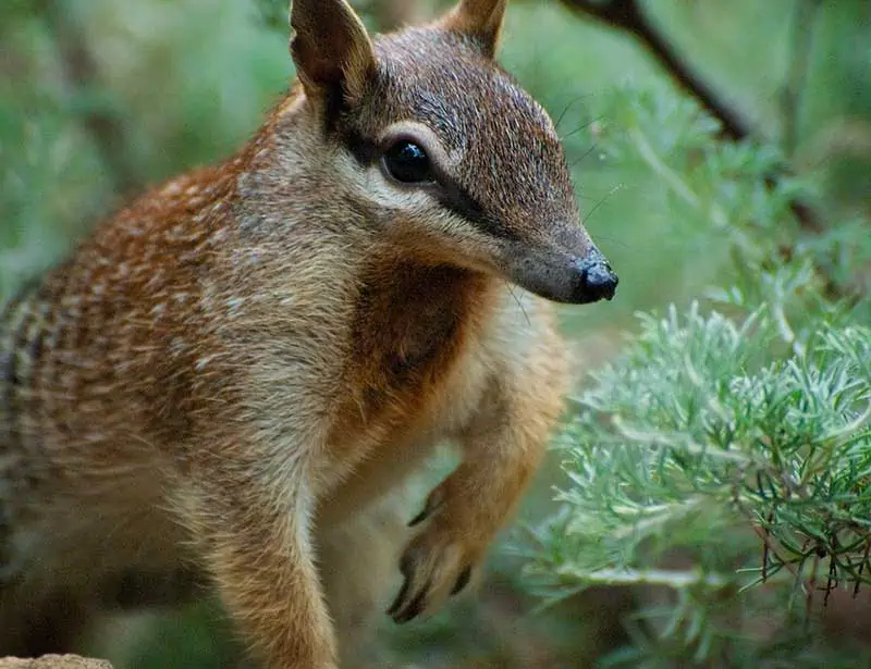 numbat.jpg