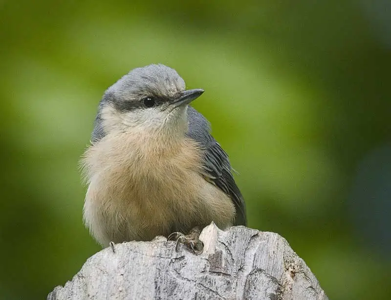 nuthatch.jpg