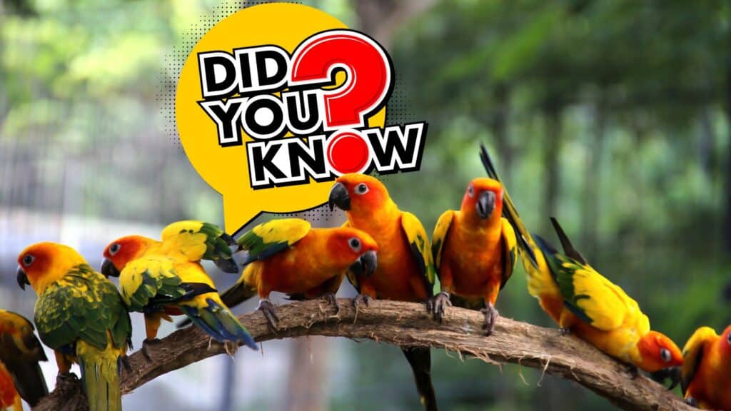 Surprising Bird Trivia Facts You Didn't Know