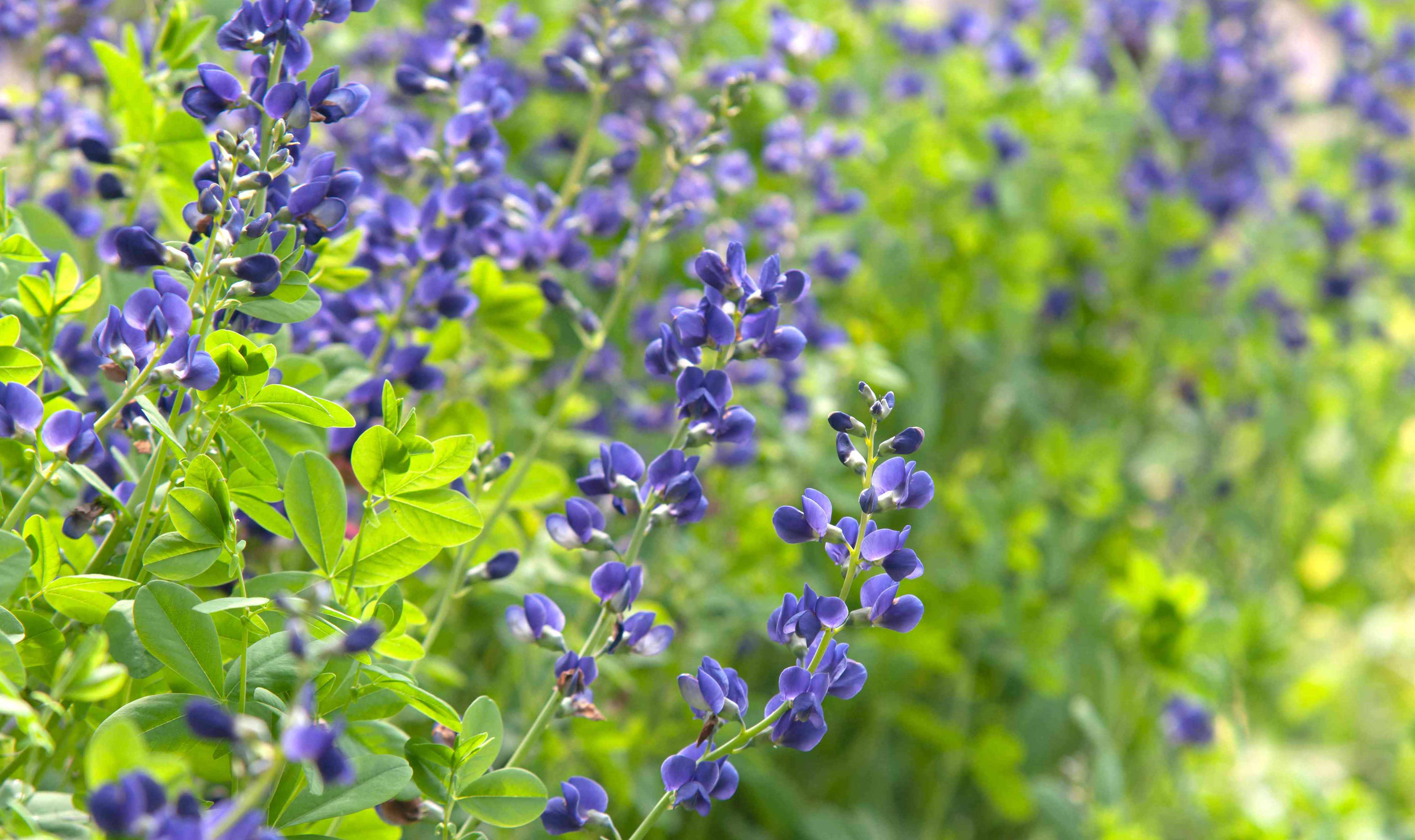 False Indigo