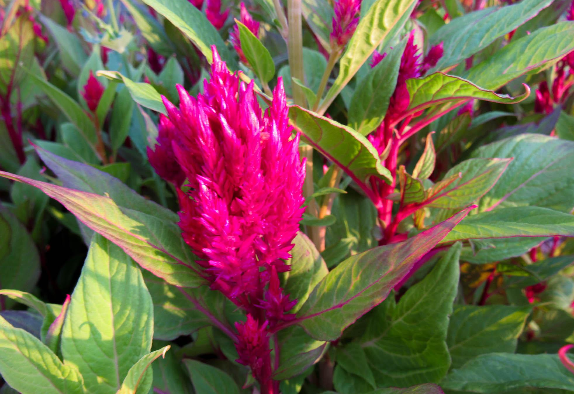 Feather Celosia