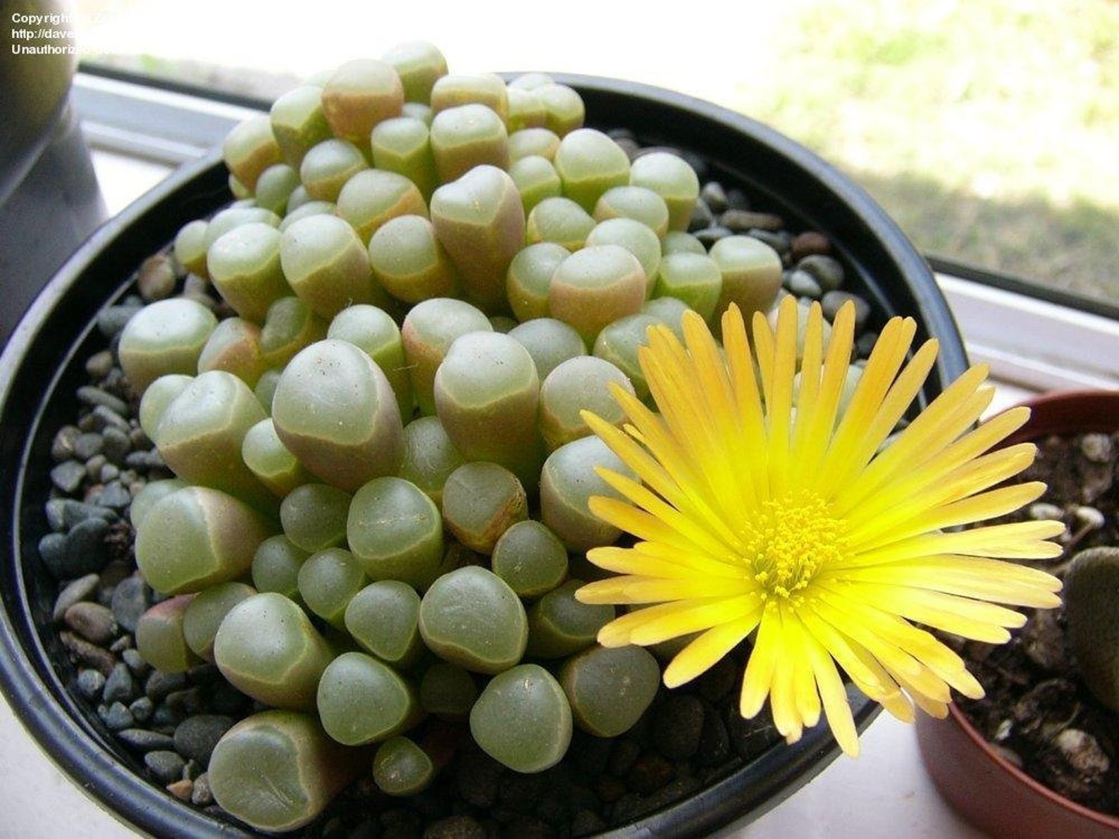 Fenestraria