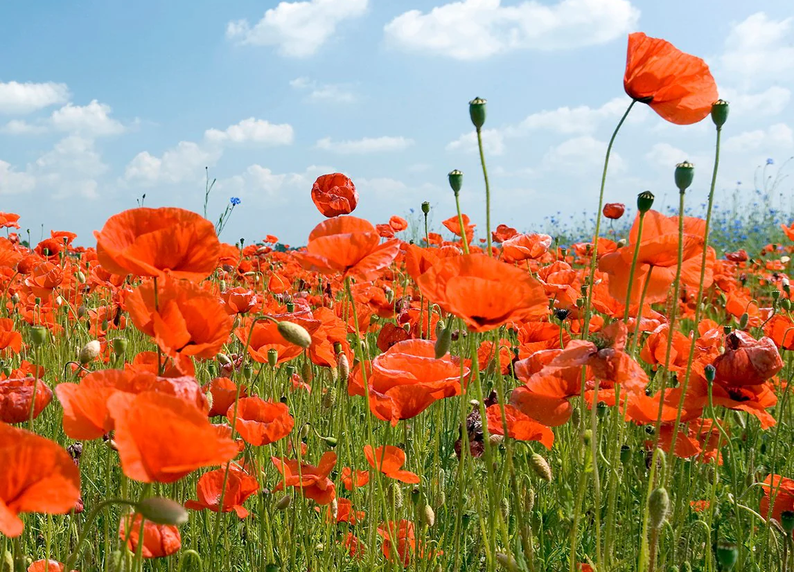 Field Poppy