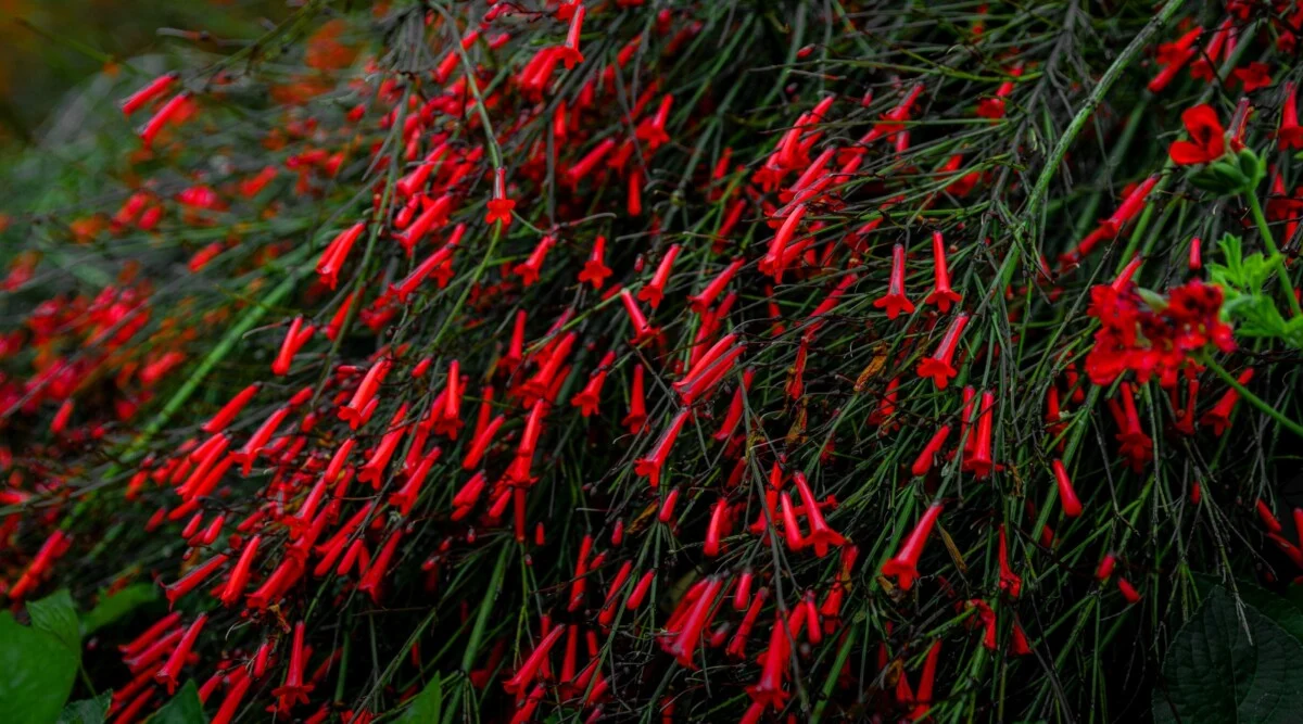 Firecracker Plant