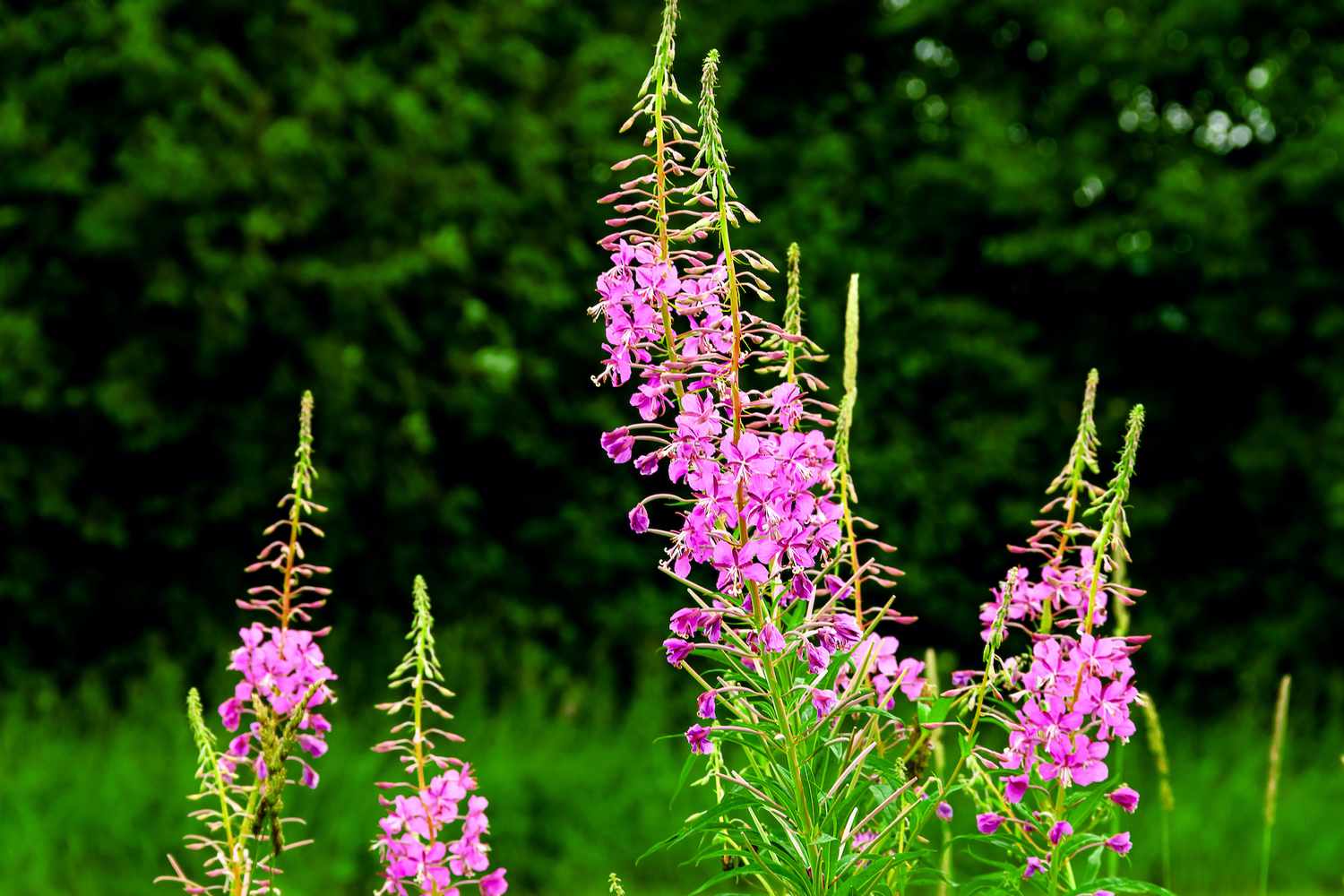 Fireweed