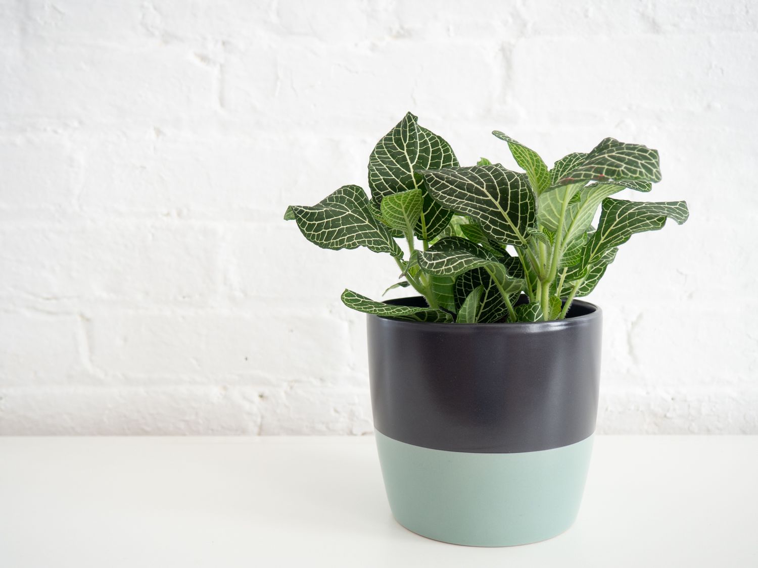 Fittonia