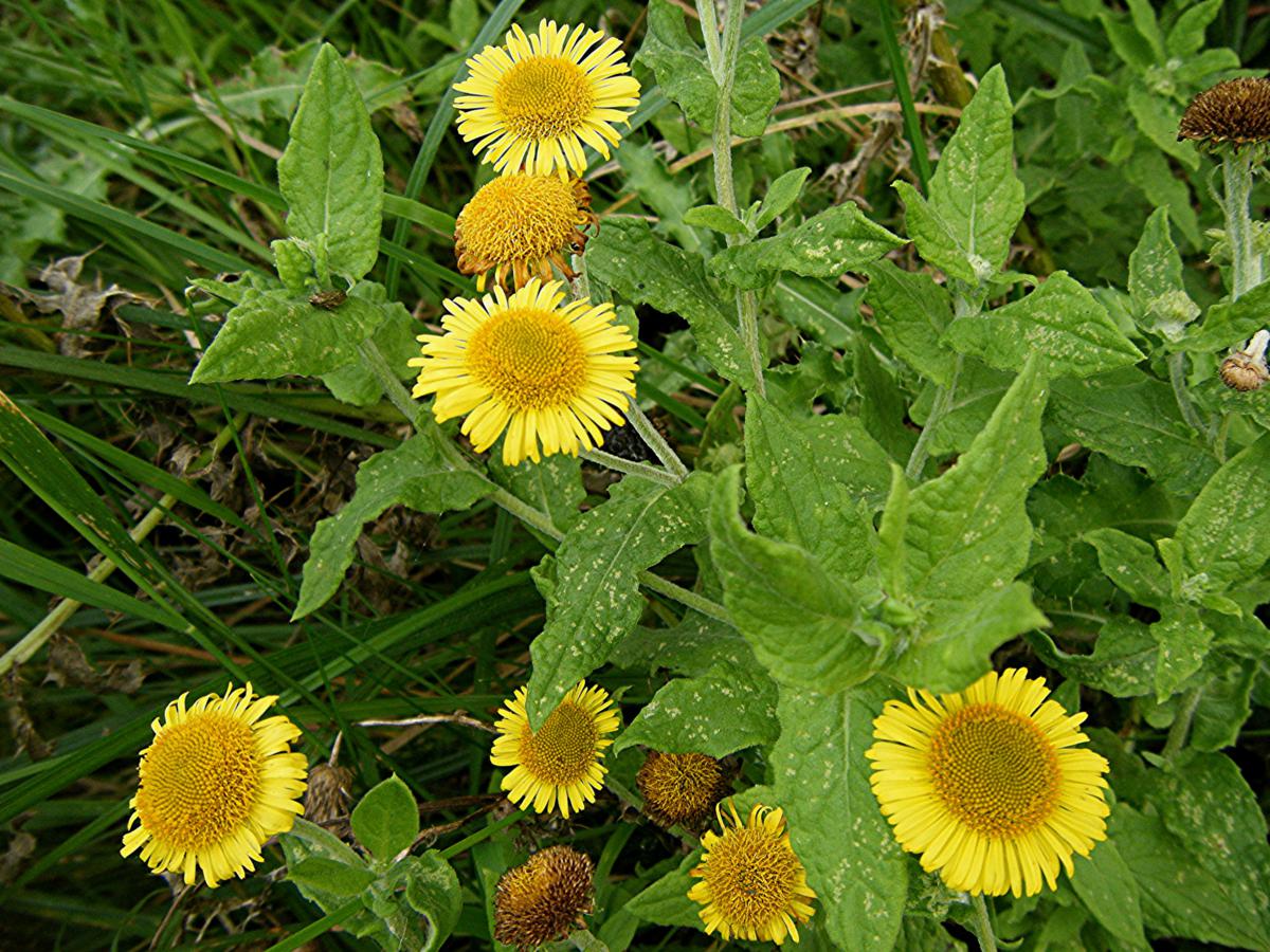 Fleabane