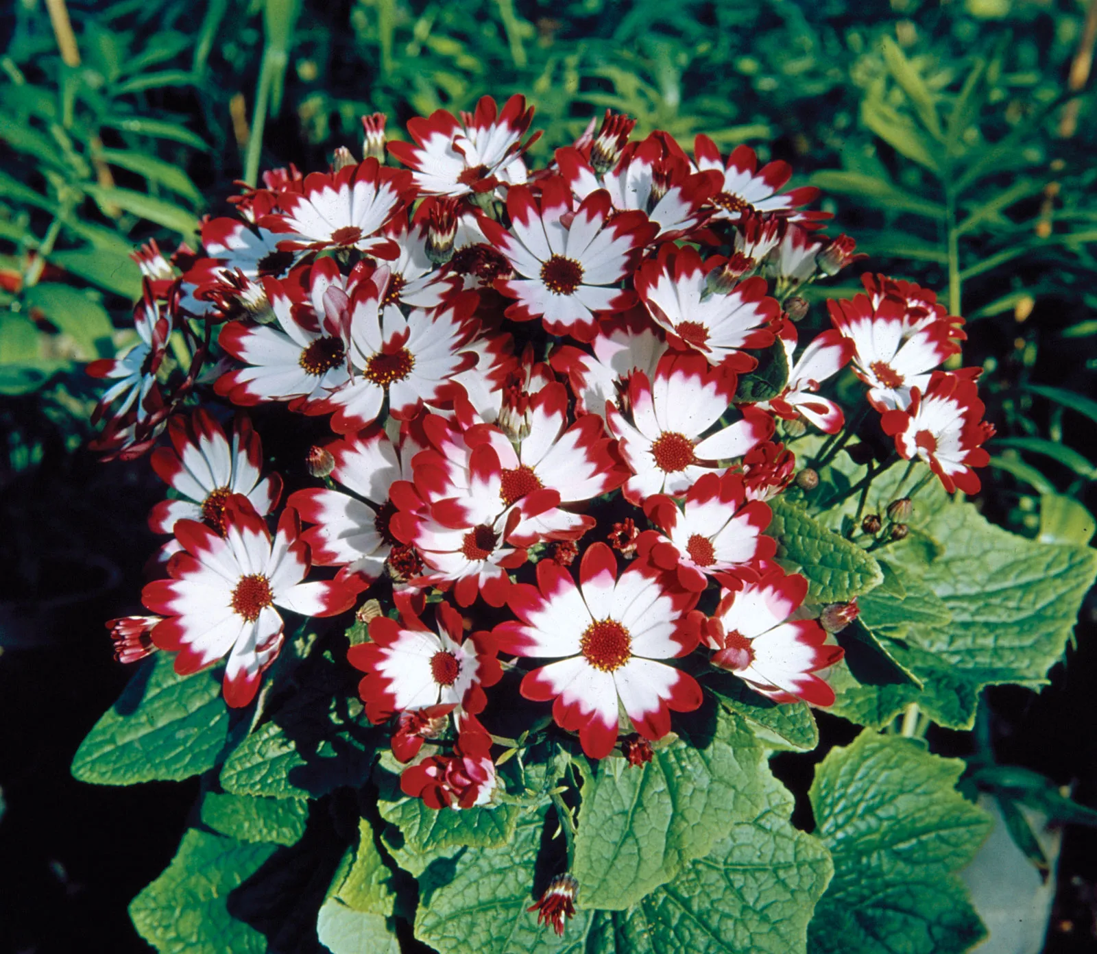 Florist's Cineraria