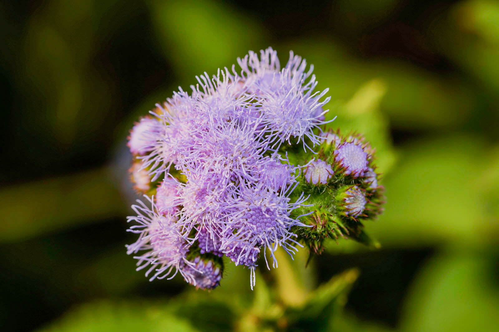 Floss Flower