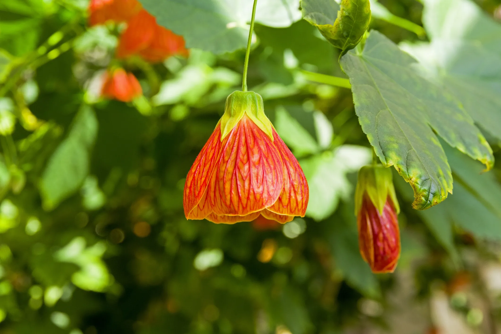 Flowering Maple