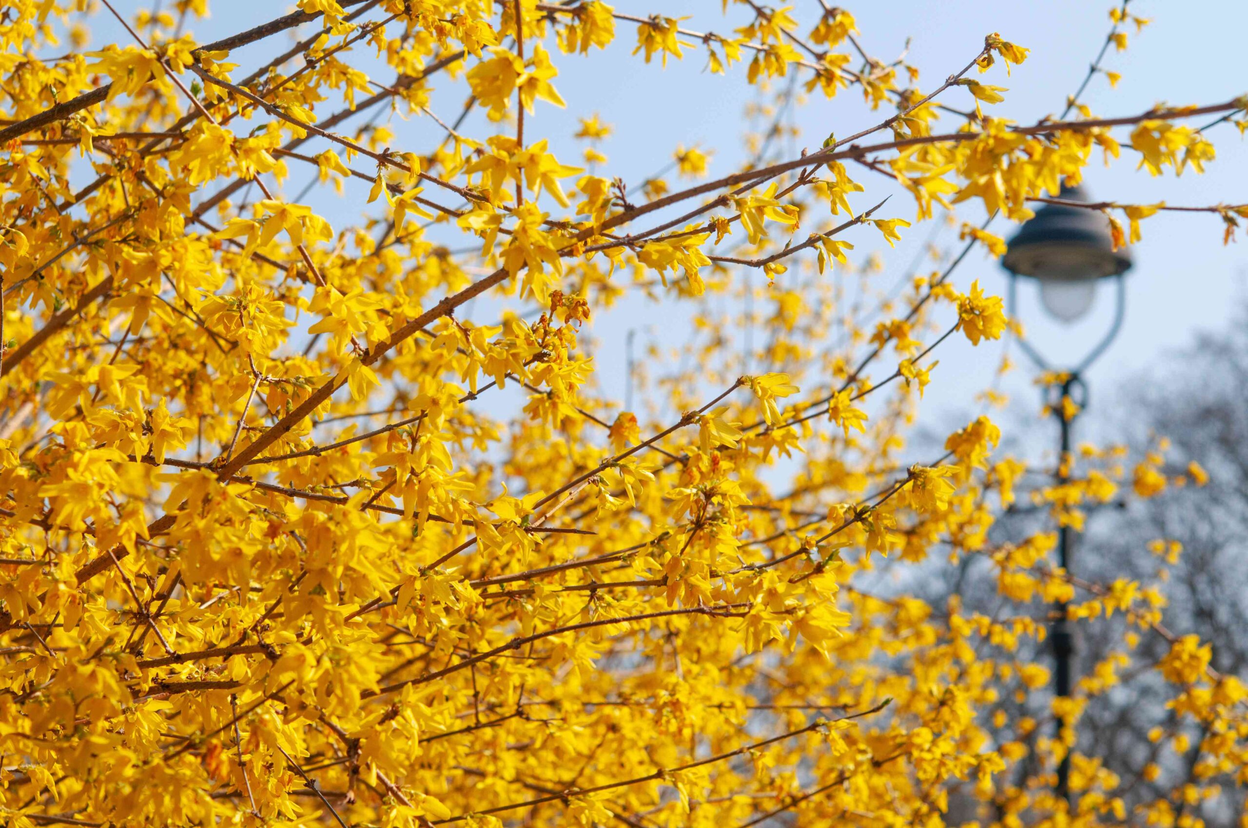 Forsythia