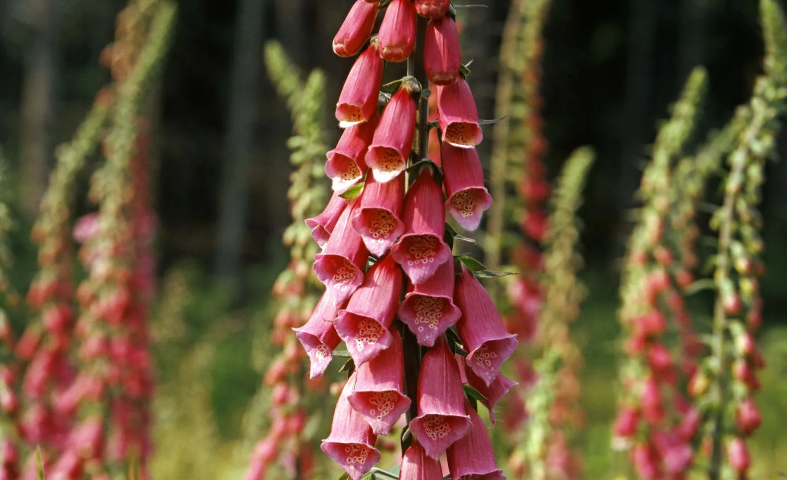 Foxglove