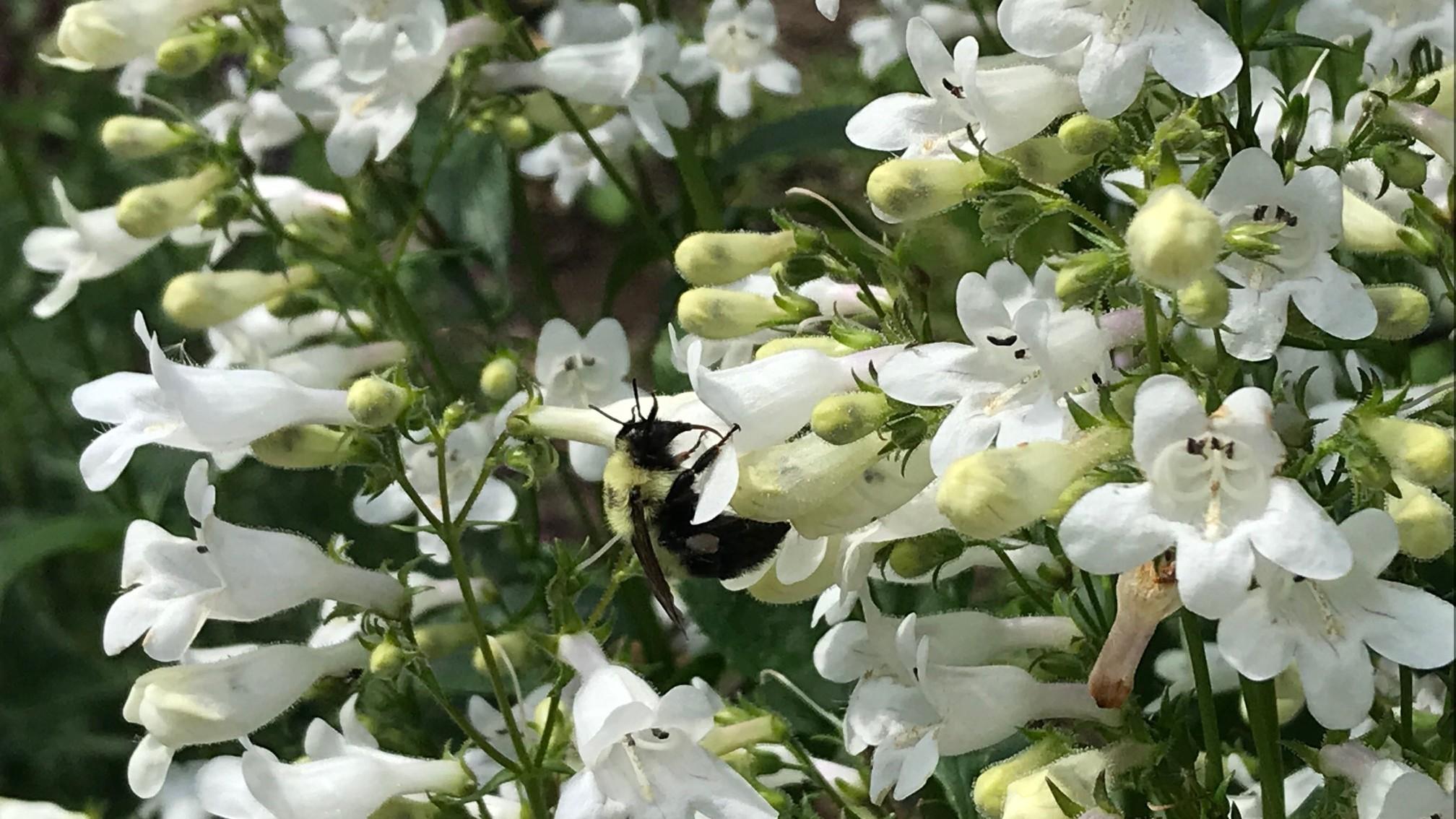 Foxglove Beard Tongue