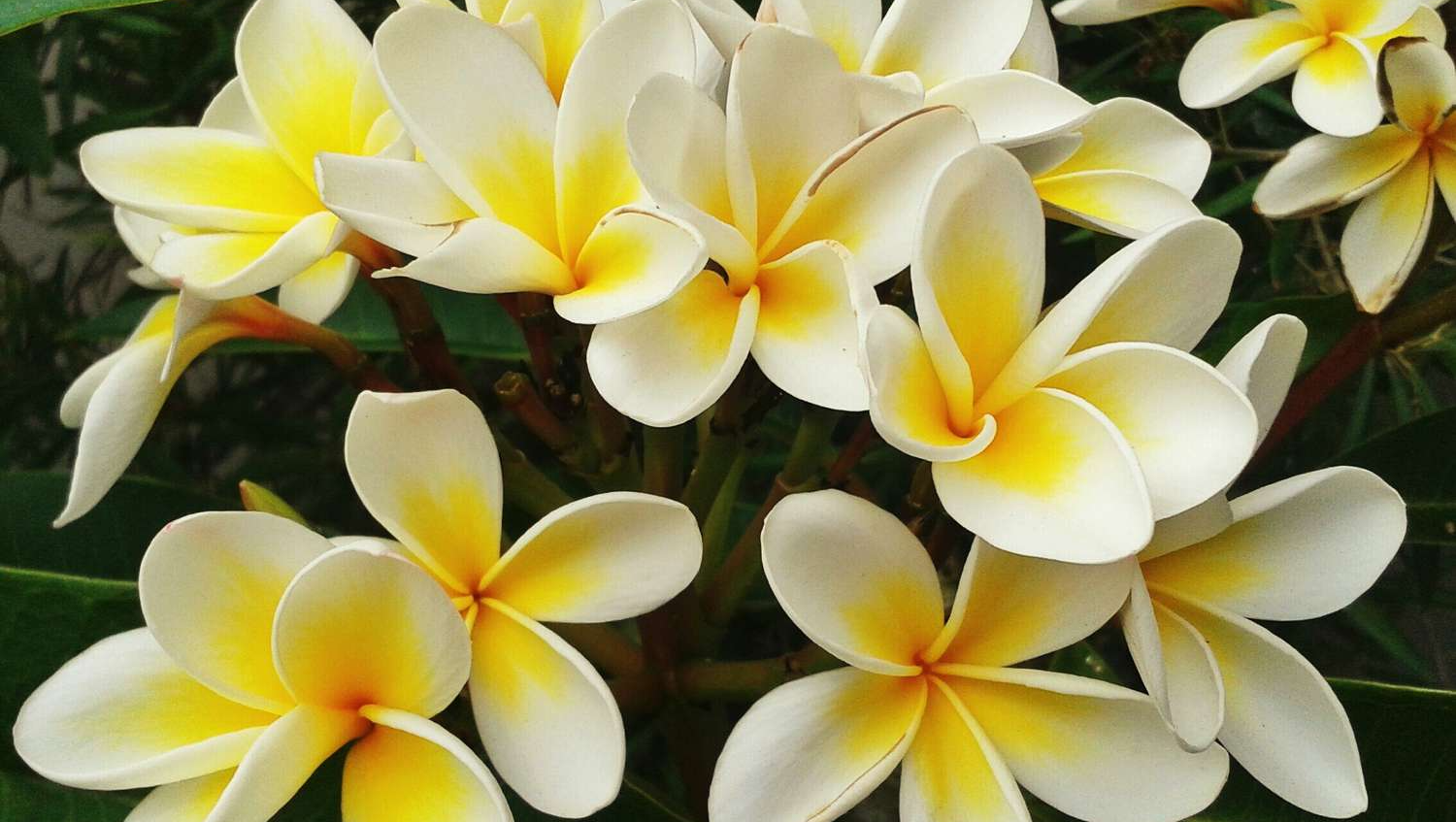 Frangipani