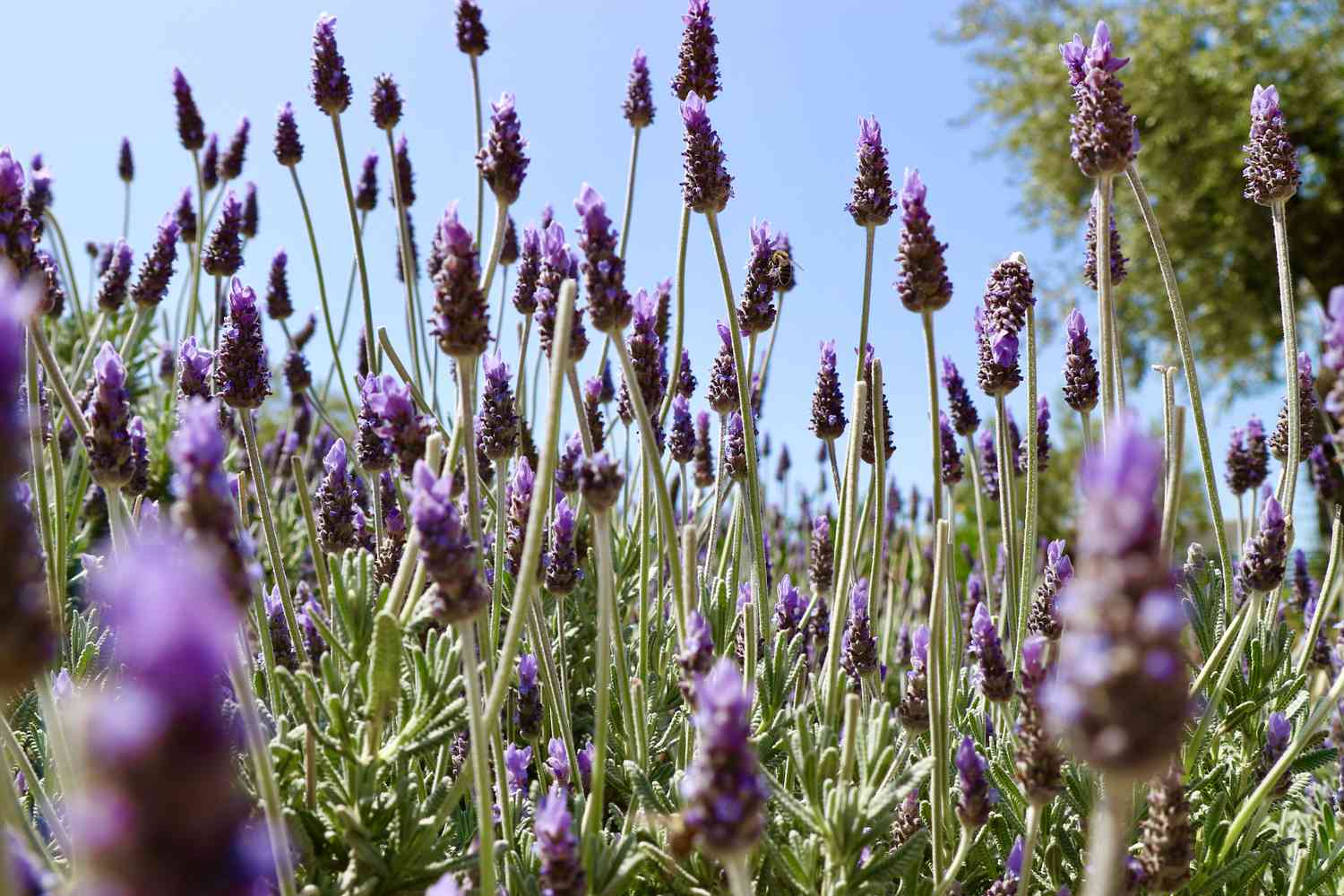 French Lavender