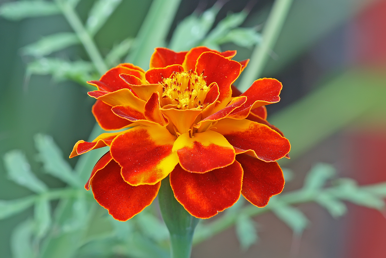 French Marigold