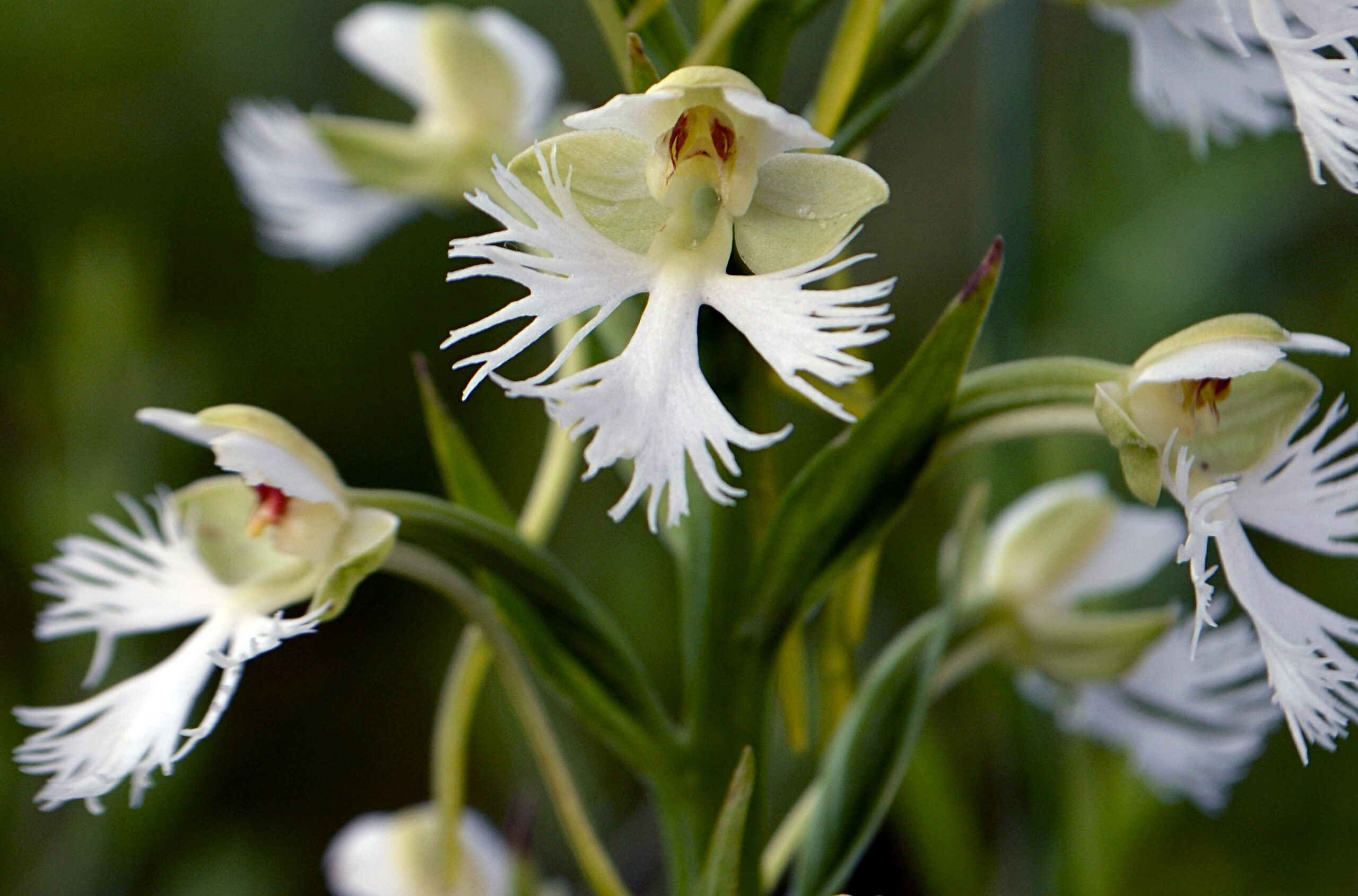 Fringed Orchid