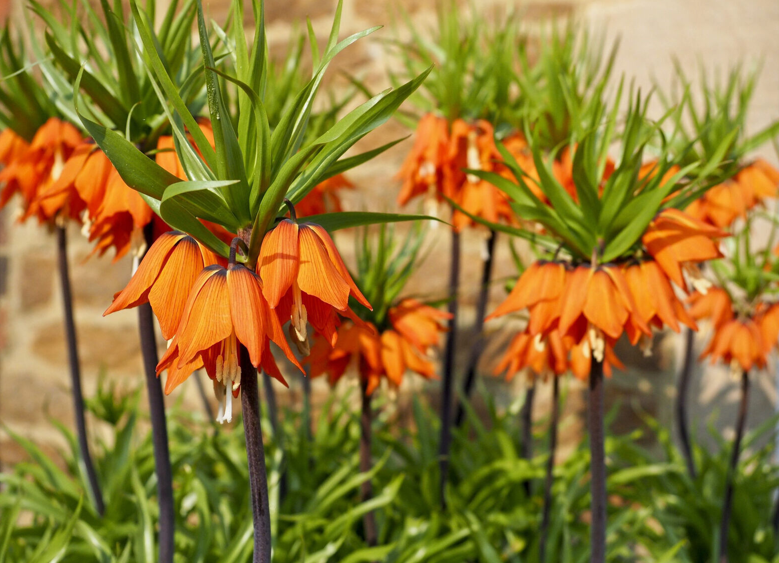 Fritillaria