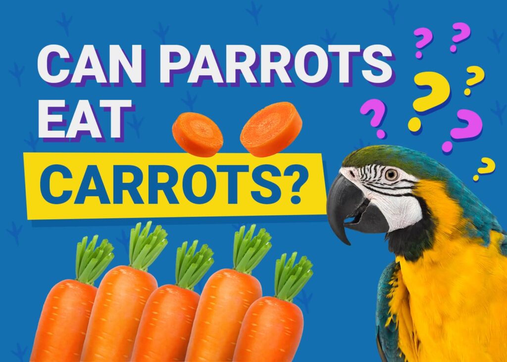 Parrot Puns