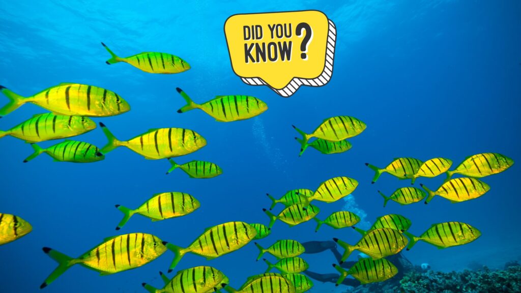 Surprising Fish Trivia Facts You Need to Know