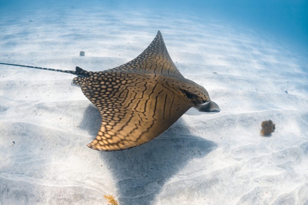 Eagle Ray