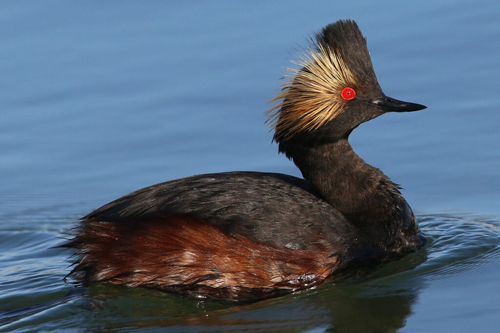 Eared Grebe