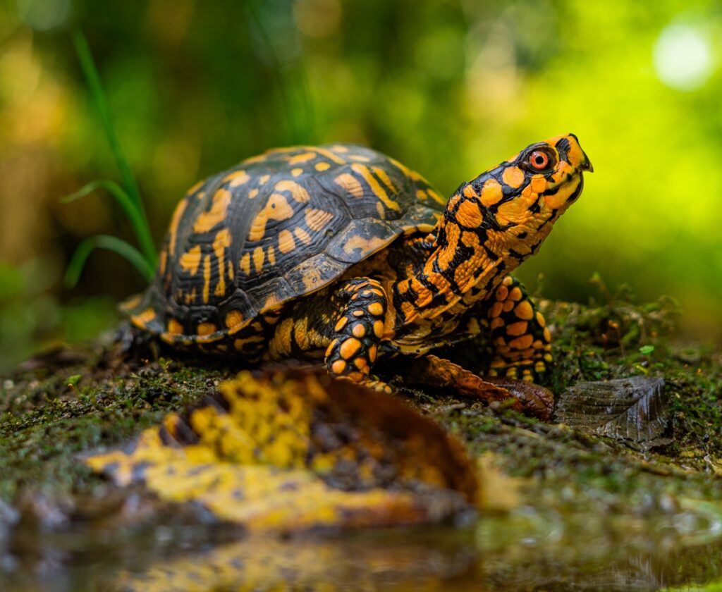 Eastern Box Turtle