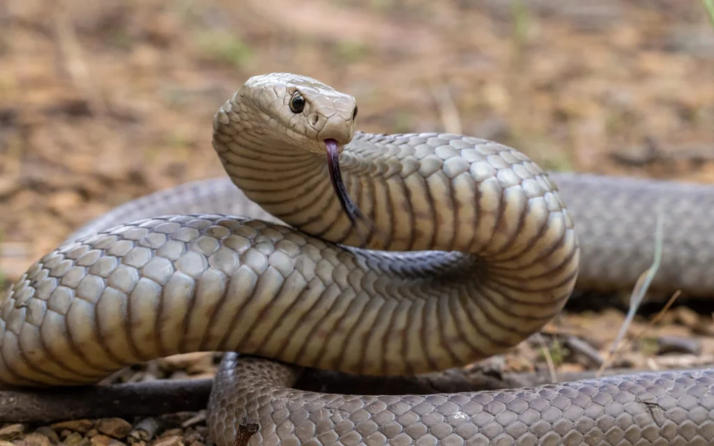 Eastern Brown Snake