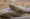 Eastern Brown Snake