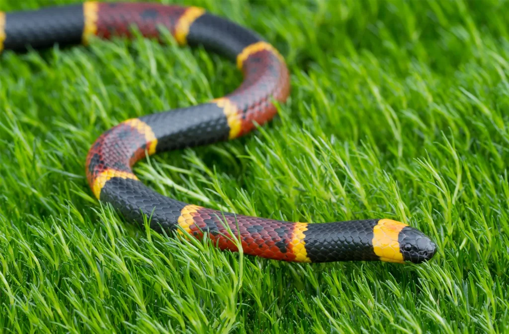 Eastern Coral Snake