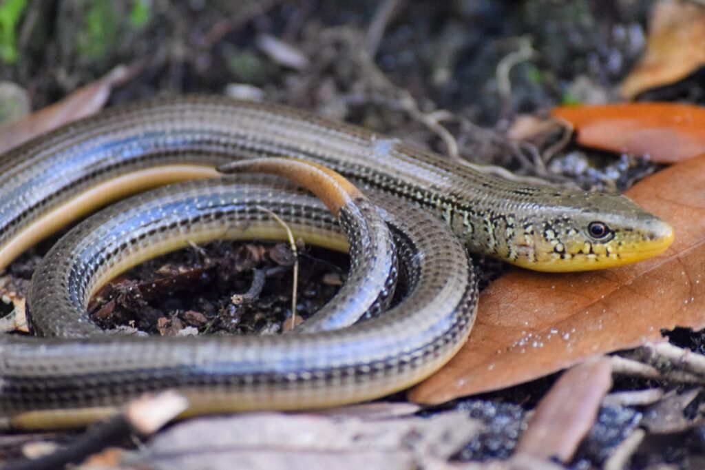 Eastern Glass Lizard