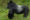 Eastern Gorilla