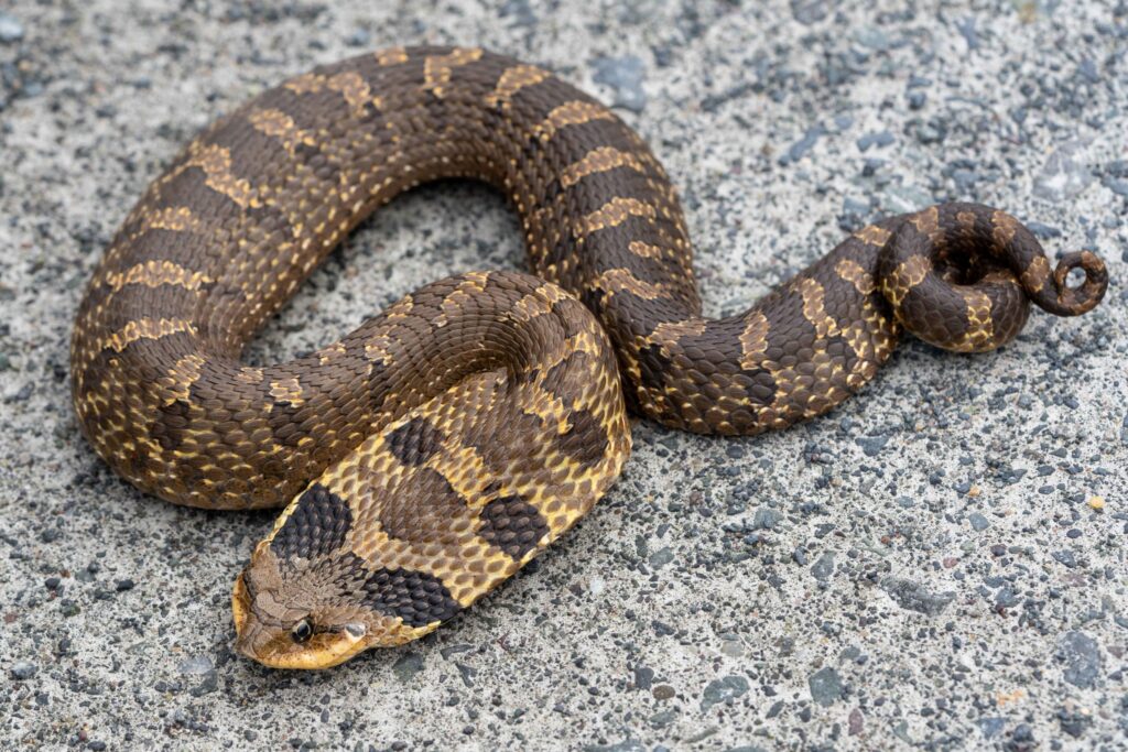 Eastern Hognose Snake