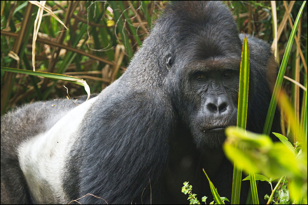 Eastern Lowland Gorilla